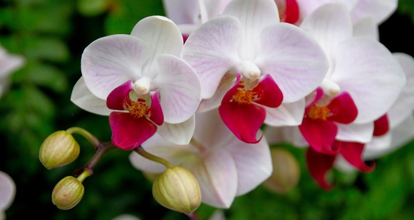 5 dicas essenciais para cuidar de orquideas