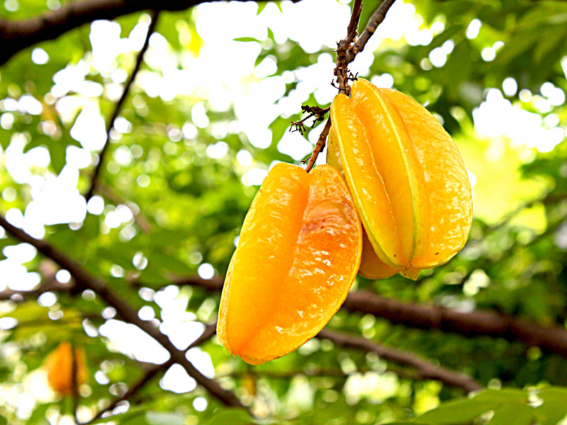 Carambola – Paraiso das Plantas